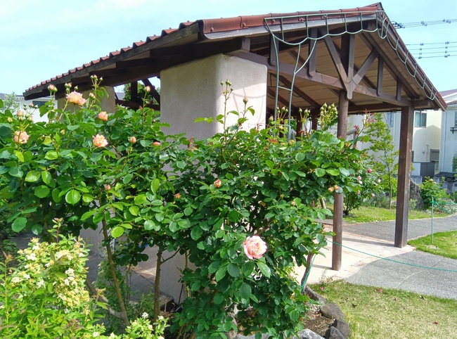 緑水苑指扇　バラ祭り2026