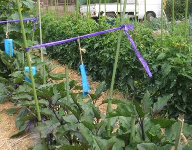 自家農園で採れた野菜を使用しております