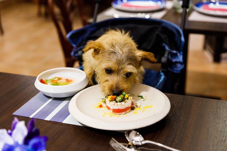 ワンちゃんも食べられるお料理もあります。