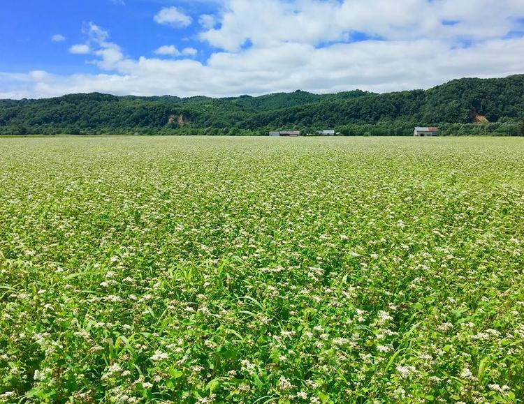 季節により北海道から新そばも