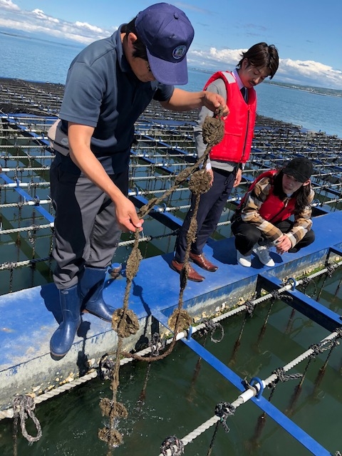 牡蠣の生産者への視察などもしております