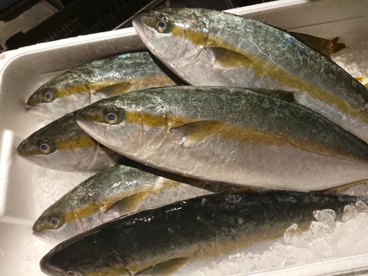 千葉の漁港から直送の鮮魚!
