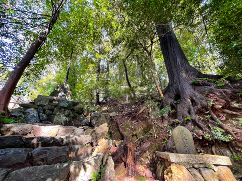 宇治上神社の境内