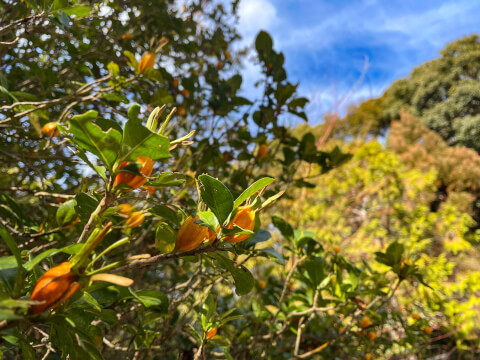 境内の植物