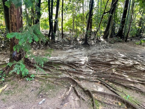 宇治上神社の自然