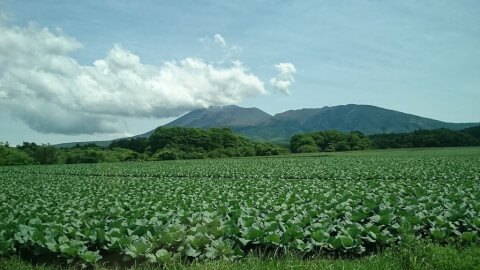 浅間山　キャベツ畑