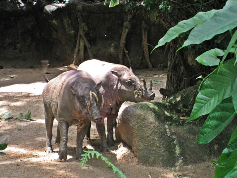 インドネシアのおすすめ観光スポット25選 これでインドネシア旅行は完璧 Tabi Channel