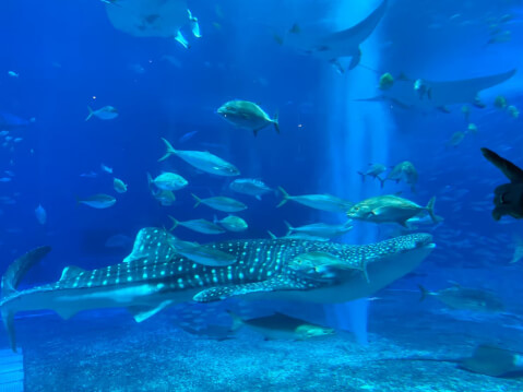 美ら海水族館