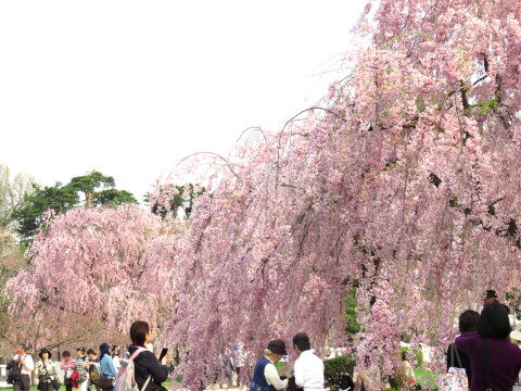 弘前城_青森観光_桜