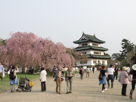 弘前城_青森観光_桜