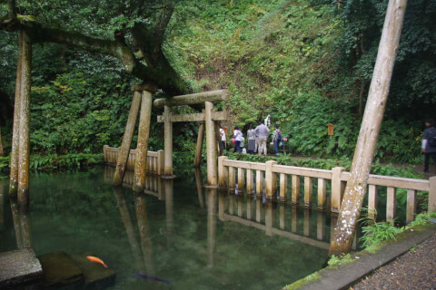 御手洗いの池　鹿島神宮