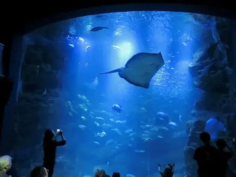 京都水族館_エイ