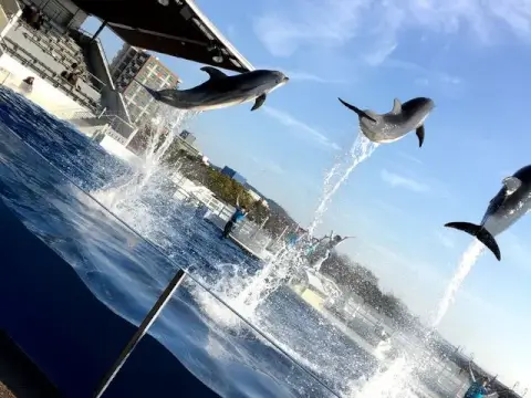 京都水族館_イルカショー