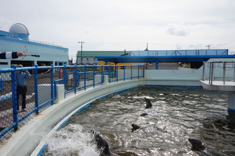 稚内_ノシャップ寒流水族館_餌やり