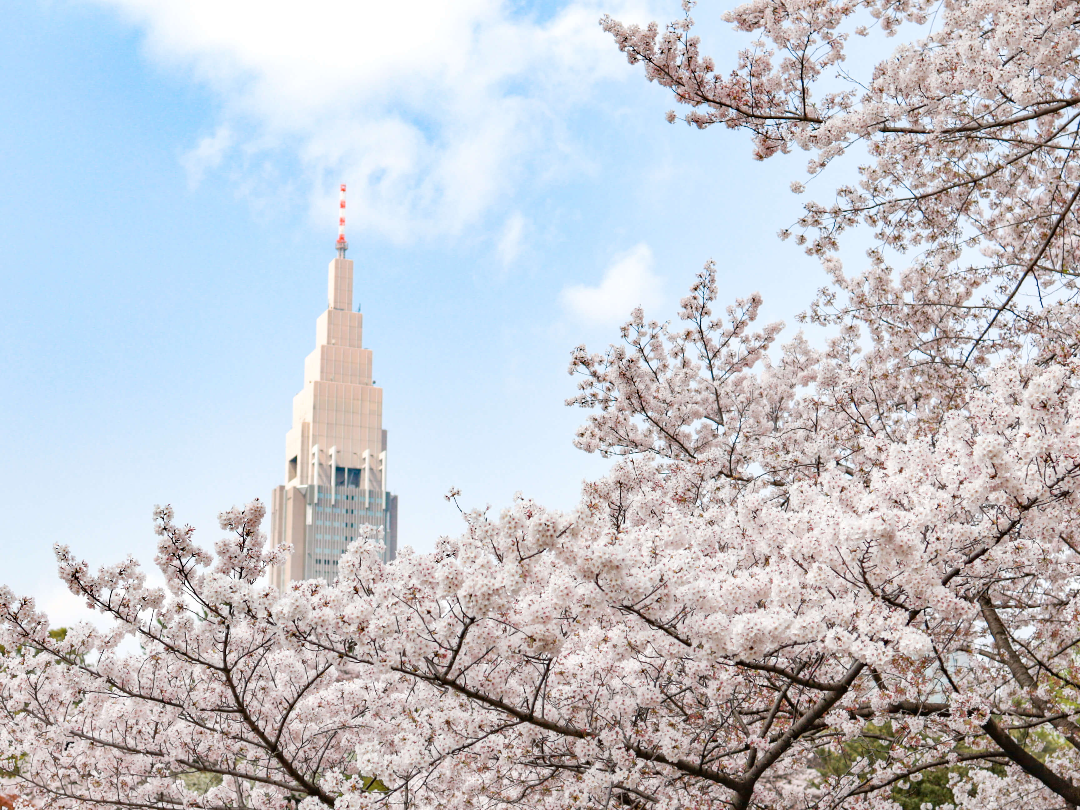東京都内の桜の名所6選！開花時期や花見の穴場スポット情報もお届け♪ | TABI CHANNEL