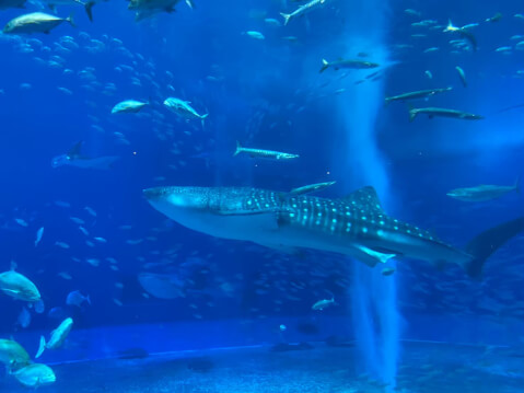 美ら海水族館のジンベイザメ