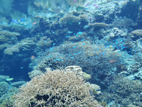 美ら海水族館の熱帯魚