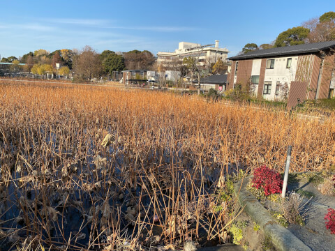 上野