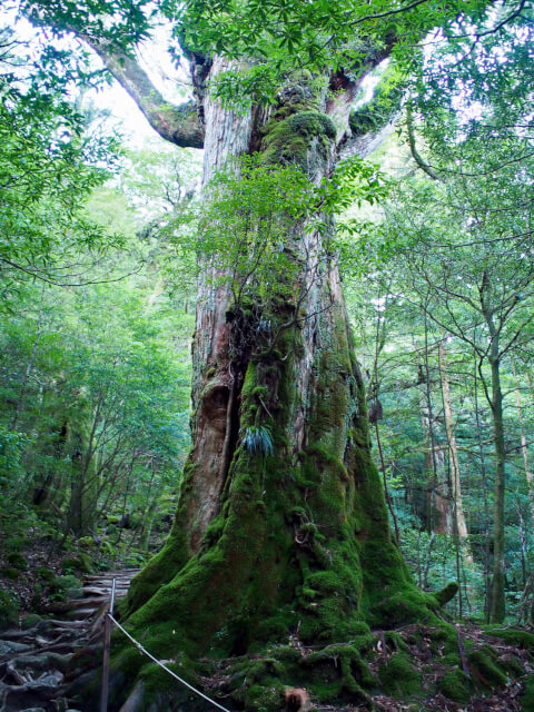 屋久島