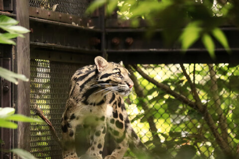 ズーラシア ズーラシア 横浜 観光 おすすめ