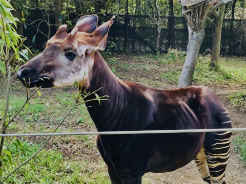 オカピ ズーラシア 横浜 観光 おすすめ