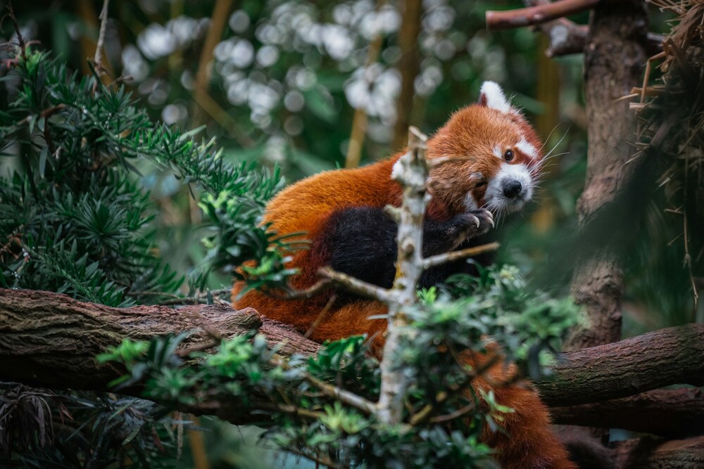 シンガポール‐シンガポール動物園