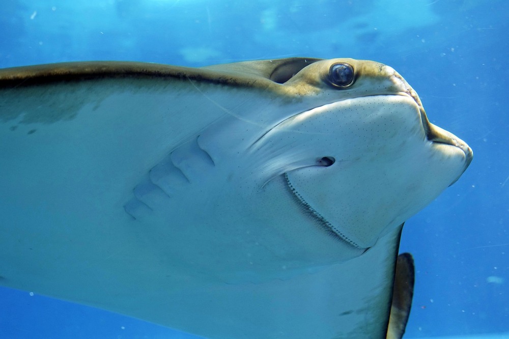 トロント‐リプリーズ水族館