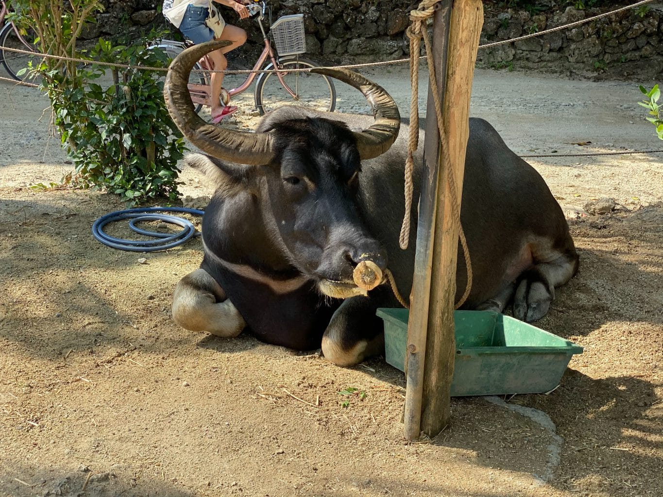 水牛