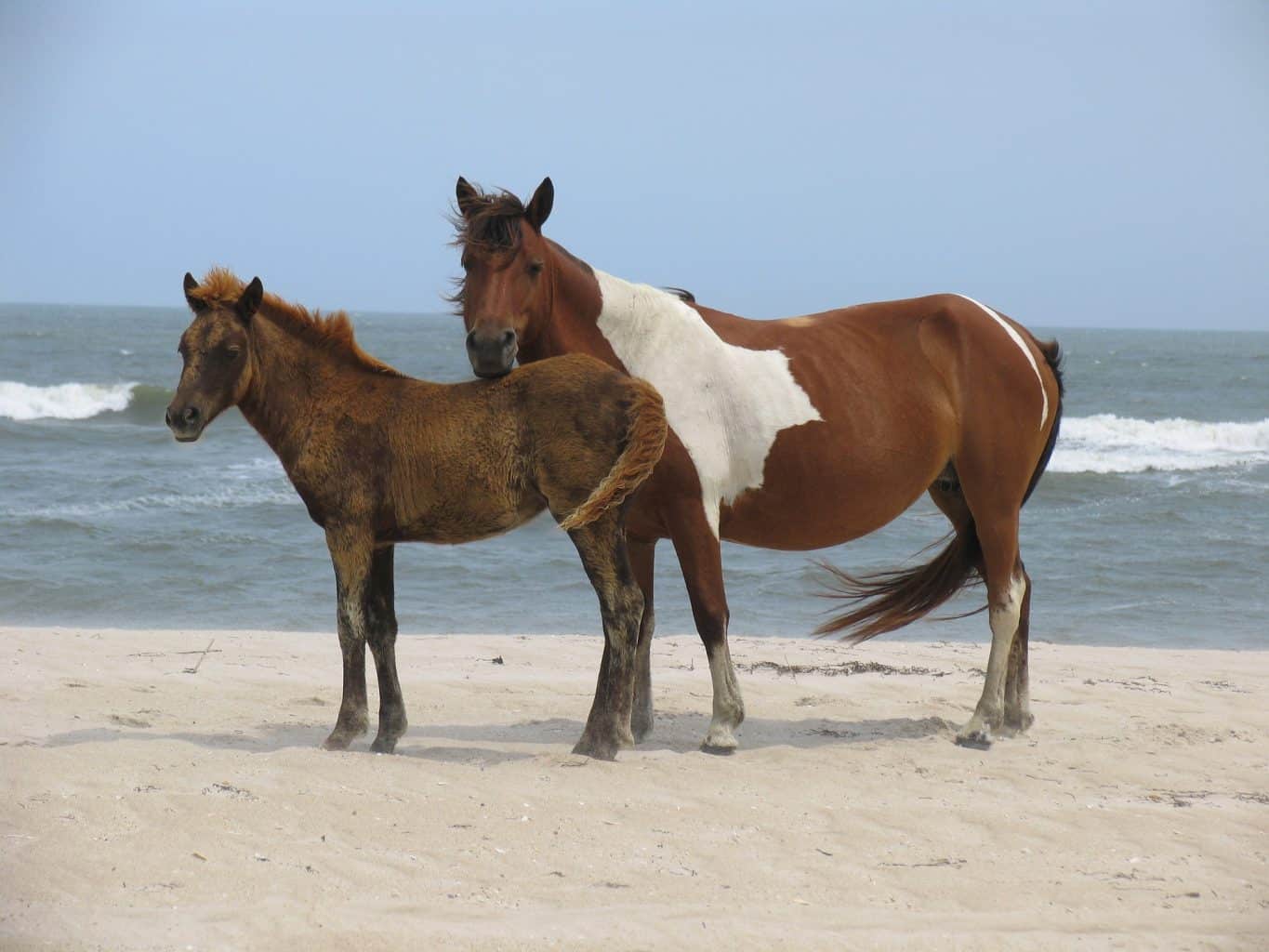 乗馬
