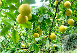 「萩の露」の新たなチャレンジ、日本酒リキュール