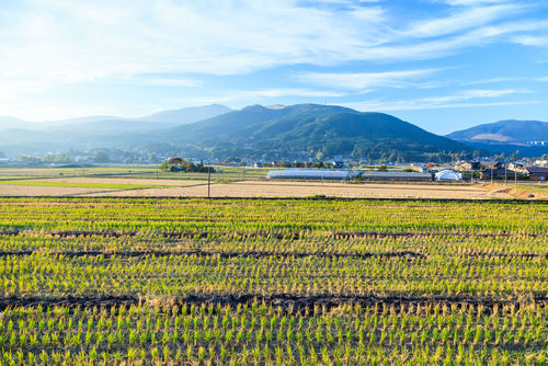 大分県は知られざる米作りの好適地