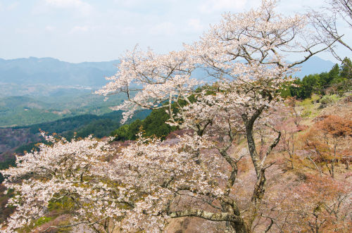 「やたがらす」は山深い吉野の地で育まれた酒