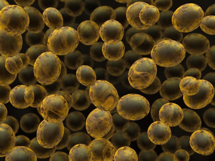 ビールと微生物、その知られざる関係を探る
