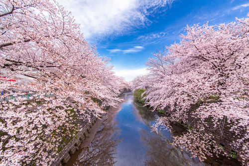 ネーミング公募で命名! おすすめ焼酎銘柄③〜今川桜〜