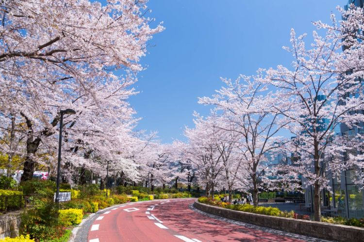 毎年多くの花見客でにぎわう、ガーデンエリアにある全長約200mの桜並木。「MIDTOWN BLOSSOM 2020」期間中の夜は、開花状況に合わせて桜のライトアップを行います。開花前はピンク色のライトで一足先に夜桜気分を演出し、開花中は白色のライトで幻想的な夜桜を毎晩楽しむことができます。
