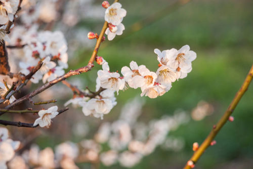 「八郷」の蔵元、久米桜酒造のアミューズメント構想