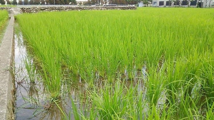 「大典白菊」の蔵元、白菊酒造の米へのこだわり