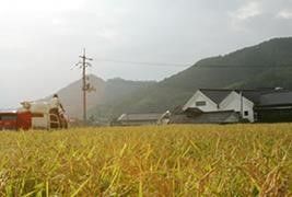 「竹林」の蔵元、丸本酒造は「蔵による米作り」の先駆者
