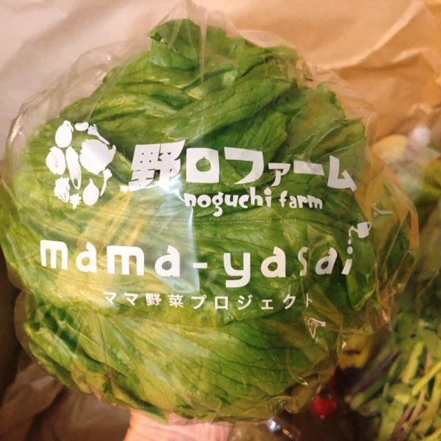 野口ファームさんのレタスは一番外側の葉までみずみずしくおいしい。