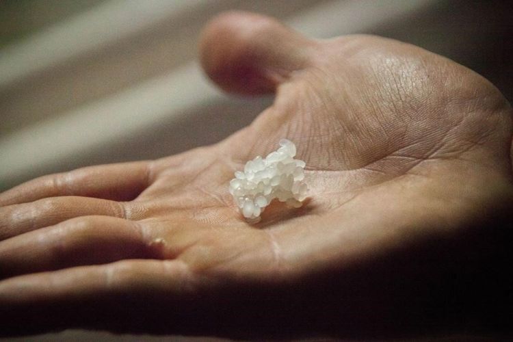 「三芳菊」の蔵元杜氏の米へのこだわりとは