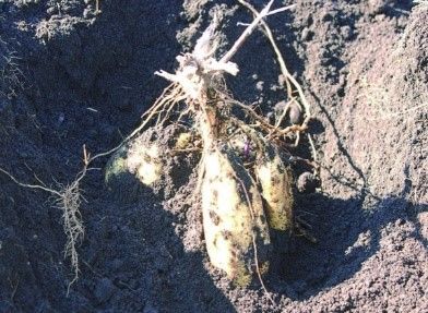 さつまいも本来の甘みを引き出す特許技術「土室糖化芋」