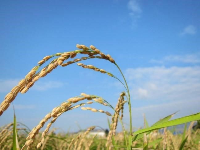 「川鶴」は米を知り、米にこだわり造られる