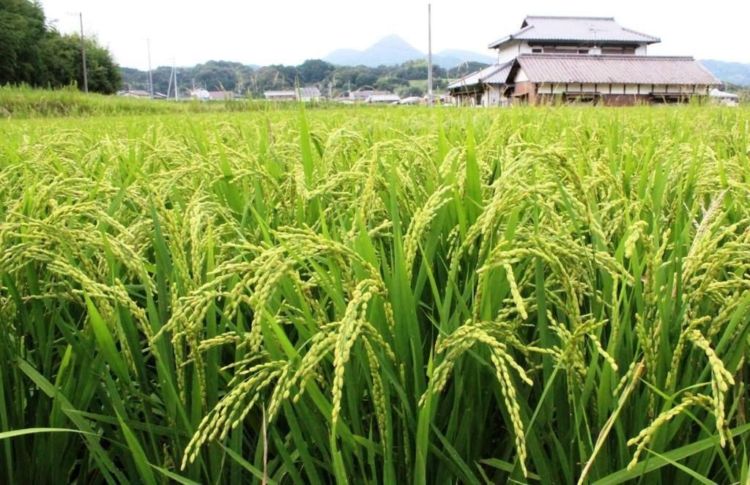 「綾菊」がこだわる香川ゆかりの3つの米