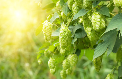 ホップとはどんな植物?