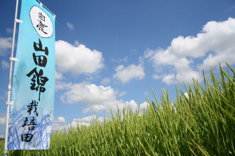 酒造好適米 山田錦