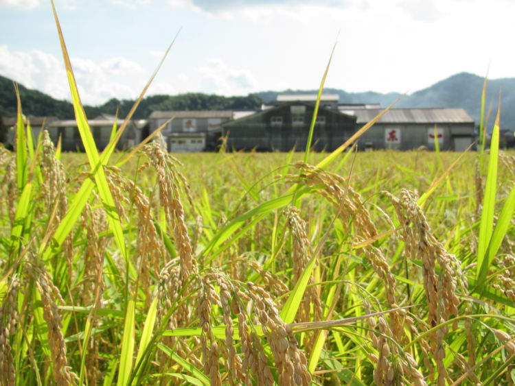 「東一」の蔵元の「山田錦」へのこだわり