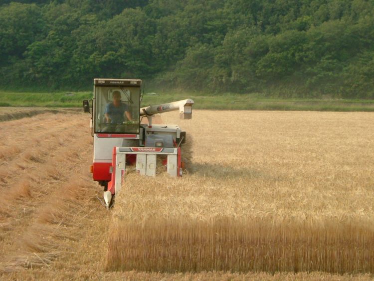 壱岐焼酎「壱岐の華」のおいしさの理由