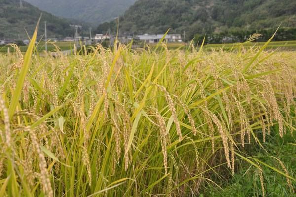「天山」がこだわる原材料