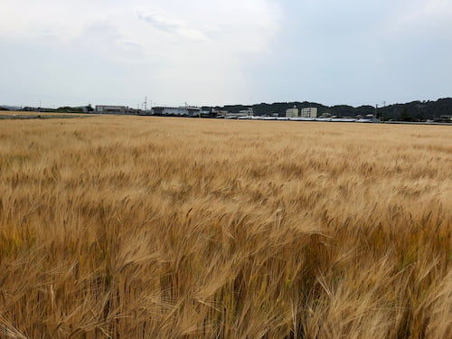宮城県東松島の大麦畑