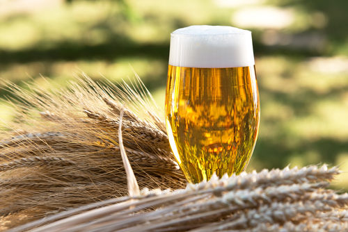 ビールの主原料「麦芽」とは?